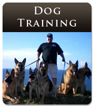 Long Island Dog Training